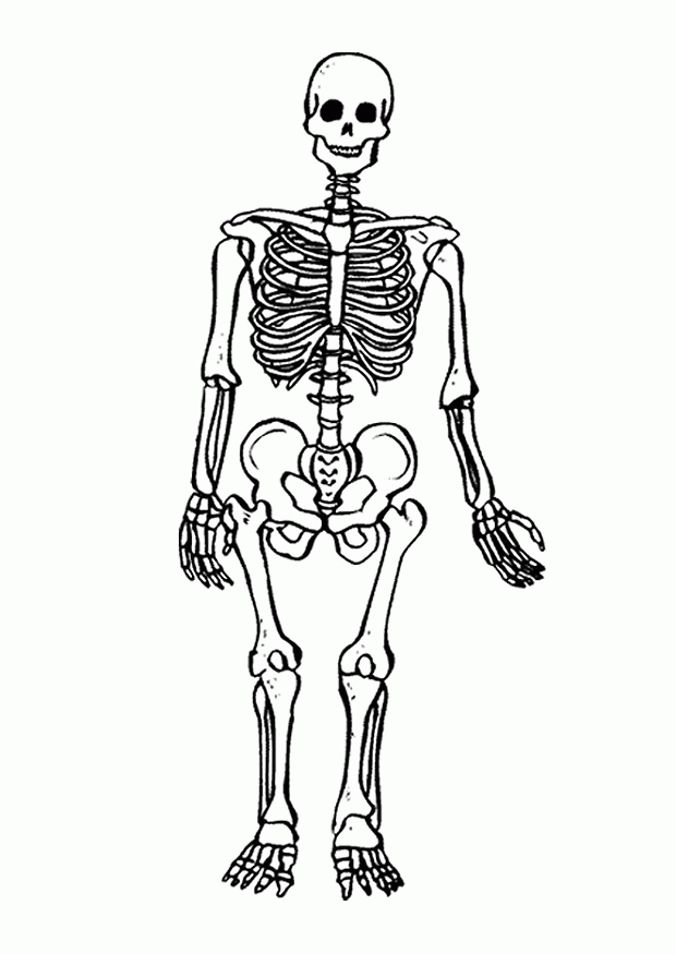 Skelett: Ausmalbilder & Malvorlagen - 100% KOSTENLOS