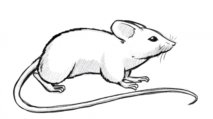 Learn to draw a mouse - Exercise with simple shapes [VIDEO] | Zeichnen