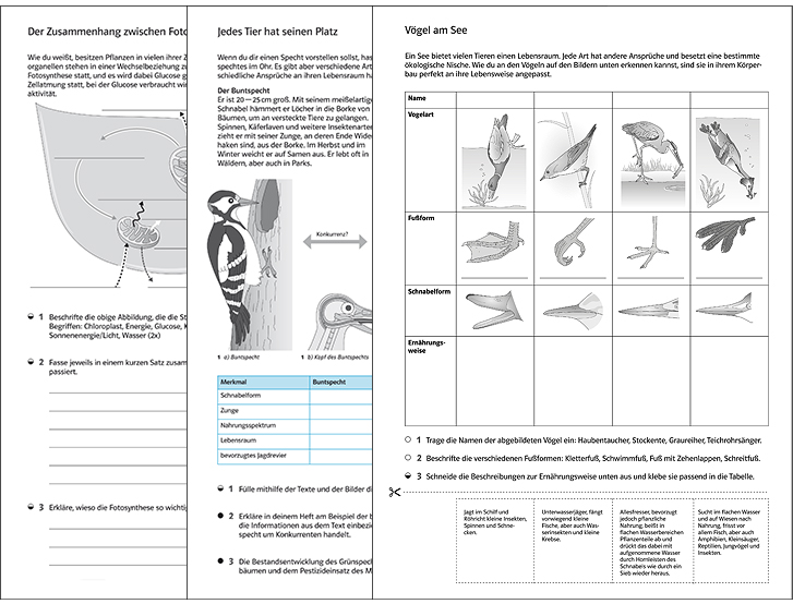 Elle Worksheet: The Best Ernst Klett Verlag ArbeitsbläTter Biologie