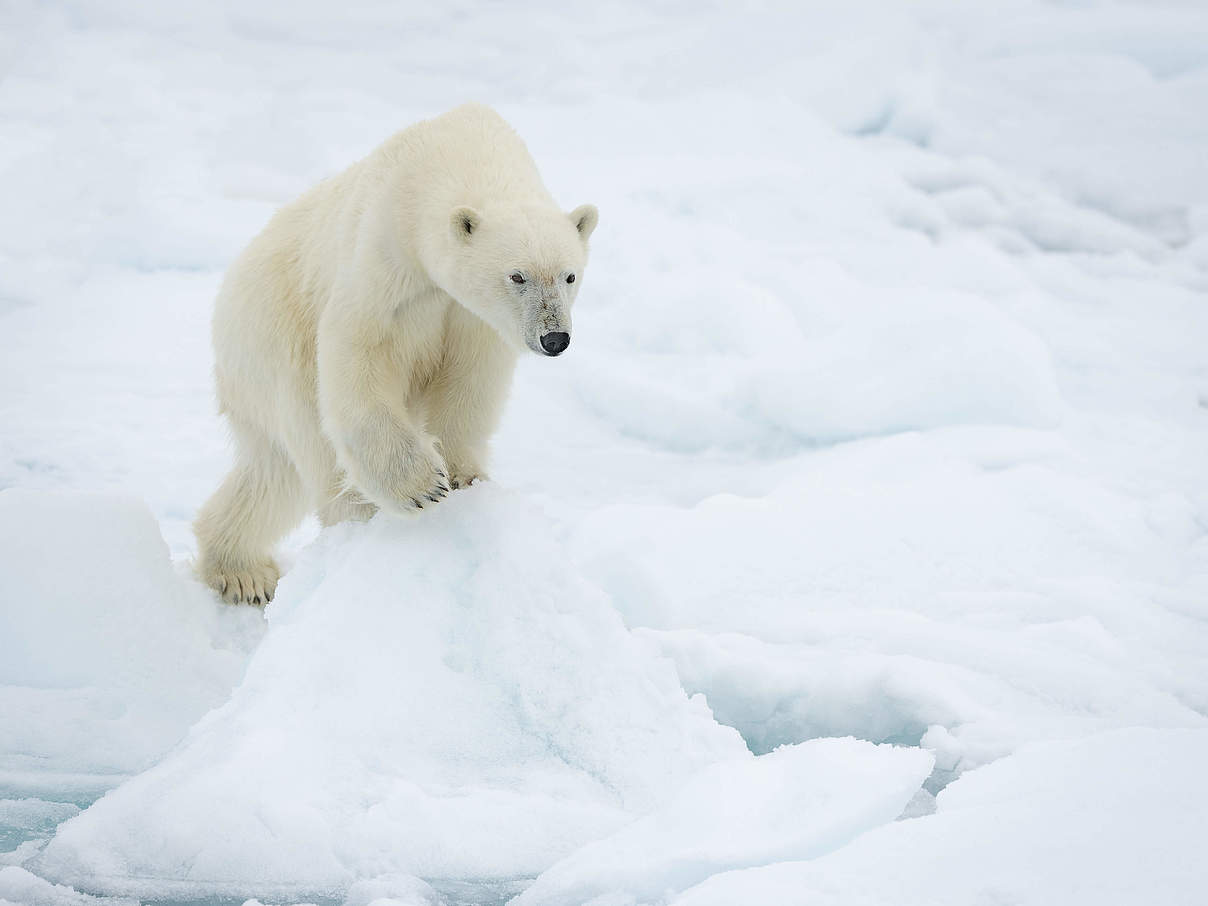 Einfluss des Klimawandels: Walross, Rentier und Eisbär