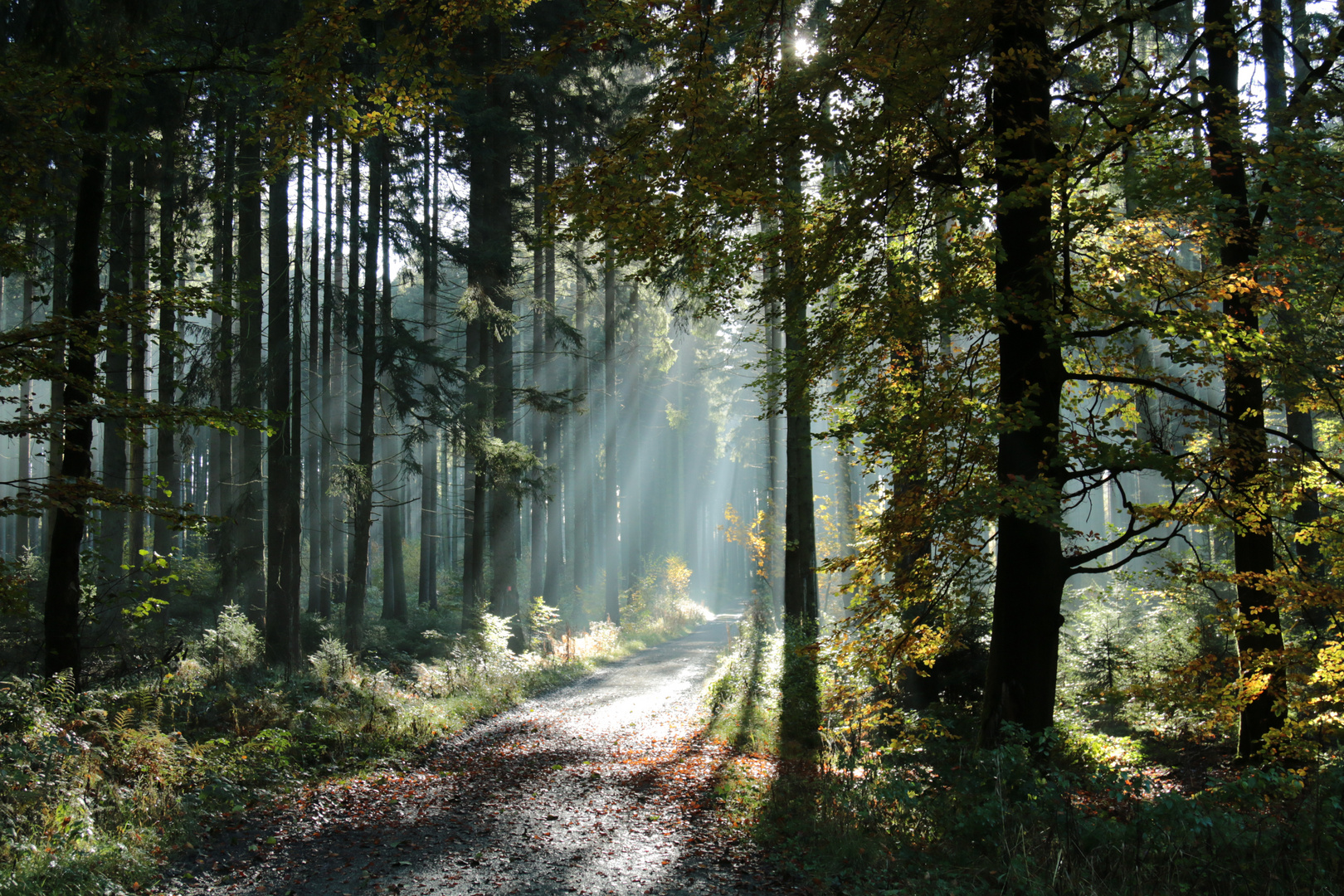 Licht und Schatten... Foto & Bild | wald, bäume, sonne Bilder auf