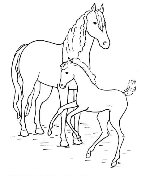 malvorlagen pferde | Horse coloring, Horse coloring pages, Baby horses