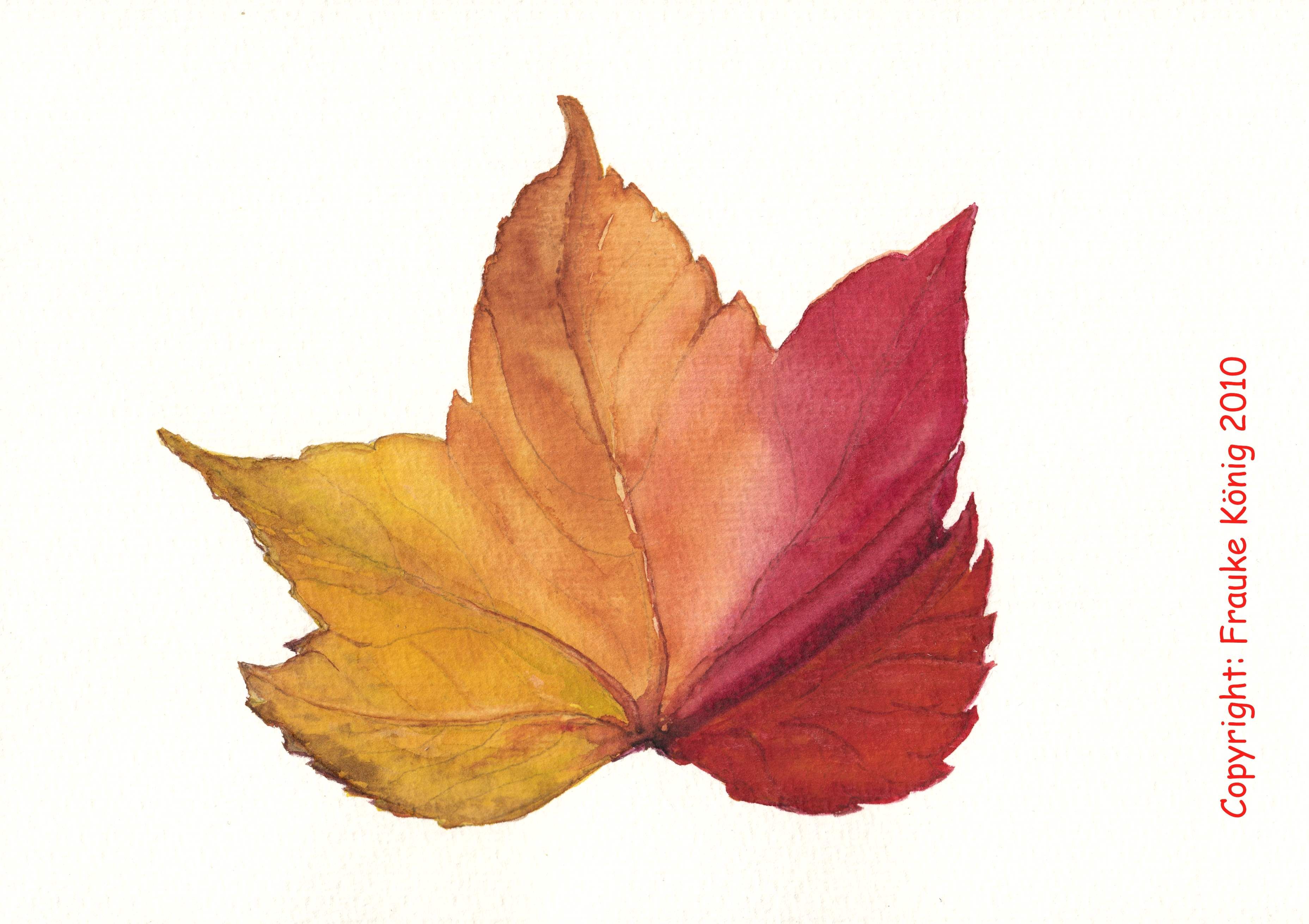 Weinblatt, watercolour, Copyright: Frauke König | Zeichnungen