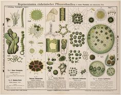 background aesthetic biology - Google Penelusuran | Biology art, Bio