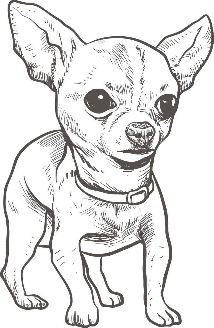 Chihuahua Drawing - Cute Puppy Art