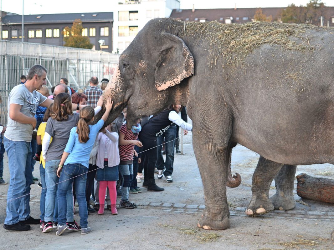 Gastbeitrag: Tiere gehören zum Zirkus! - Ansbach Plus