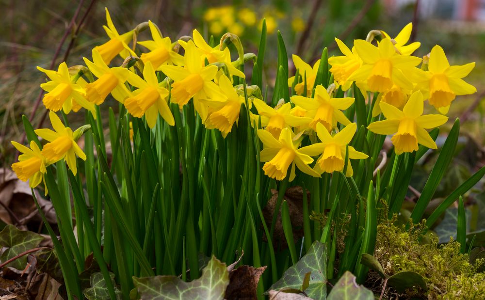 Frühlingsgruß Foto & Bild | jahreszeiten, frühling, osterglocke Bilder