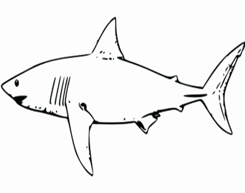 Megalodon Coloring Page in 2021 | Whale shark tattoo, Great white shark