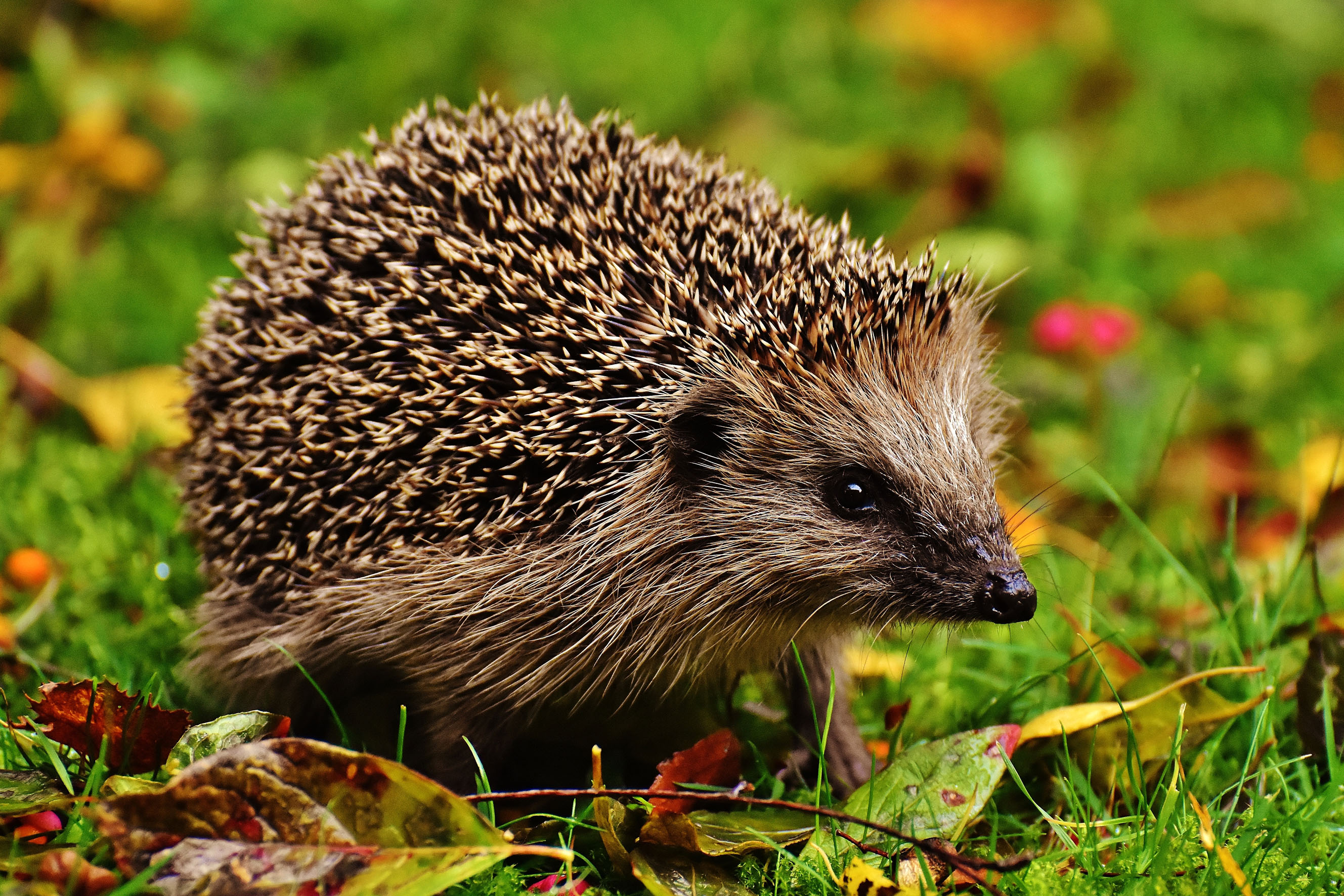 Säugetier des Monats Oktober: Der Igel - Naturschutzbund Österreich