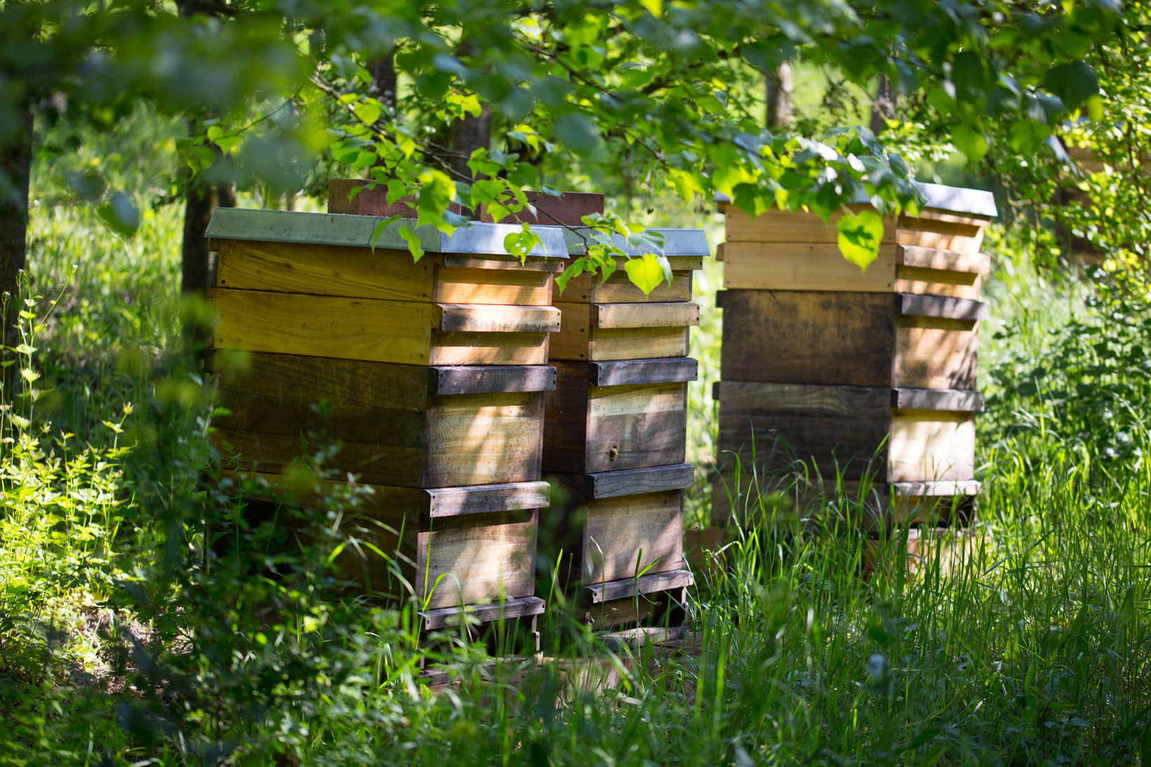 Bienenstöcke