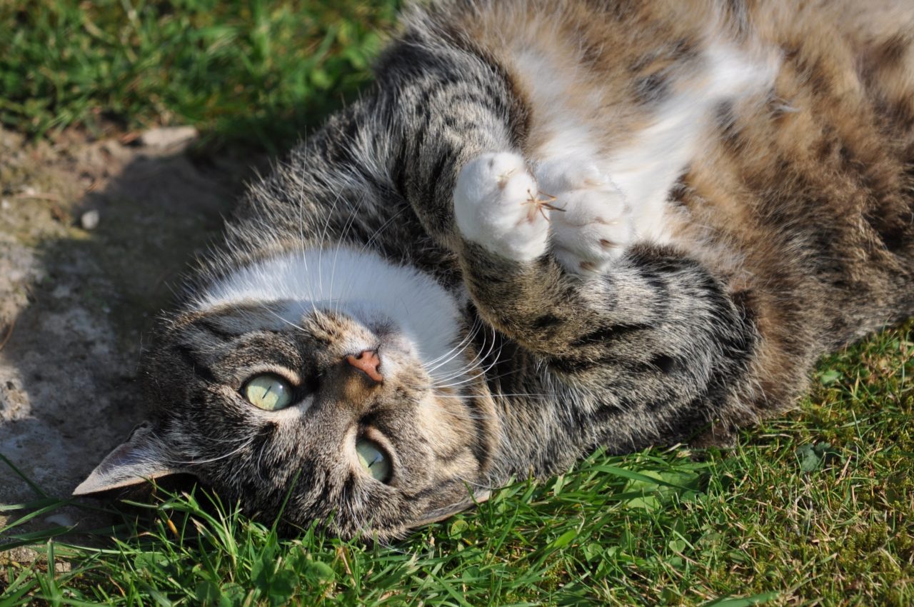 Dicke Katze? Test für übergewichtige Katzen und was wirklich beim