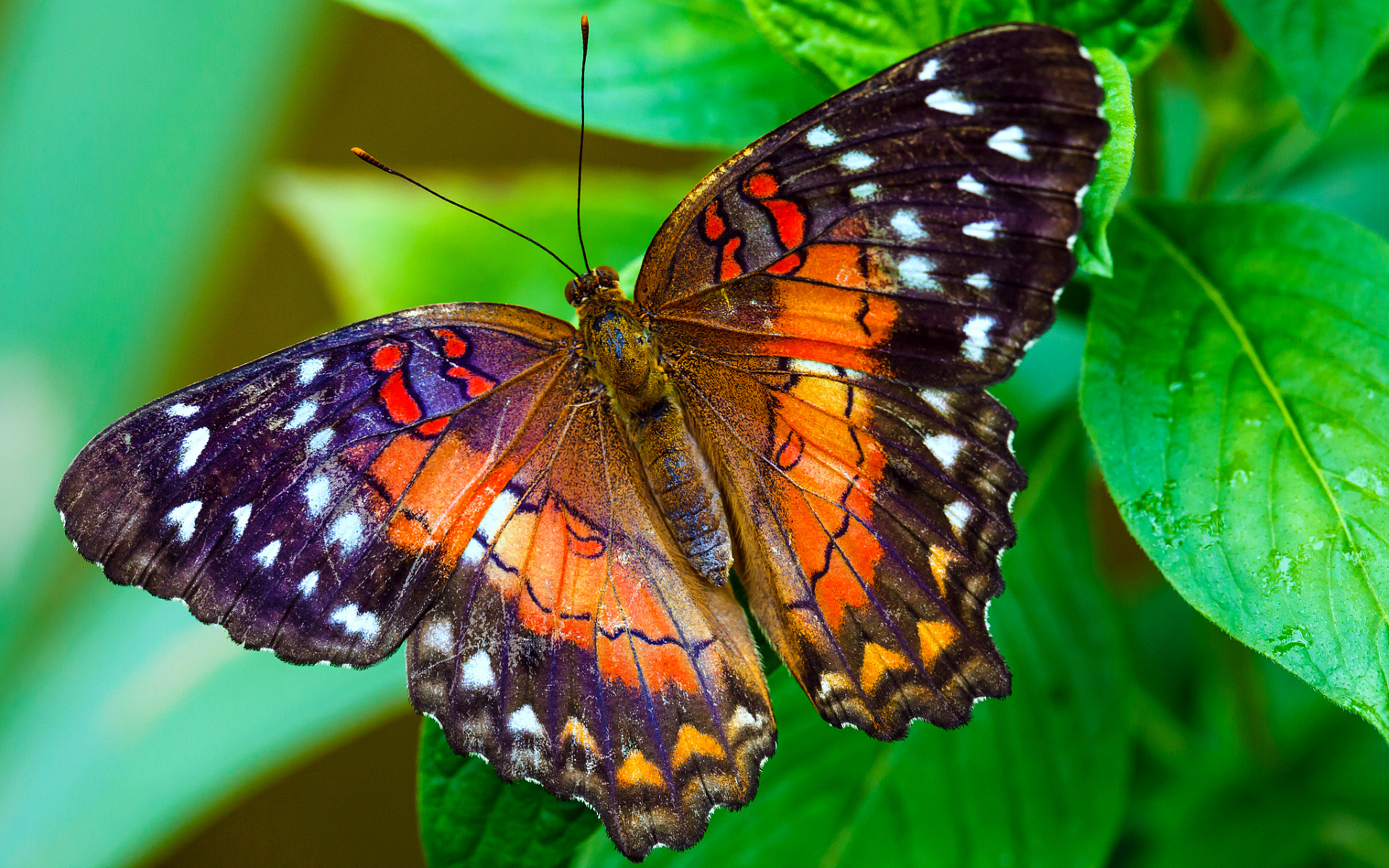 Startseite - Willkommen im Butterfly