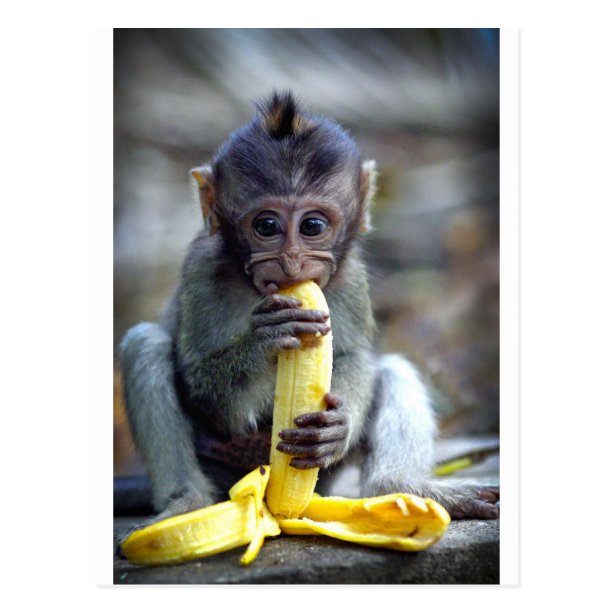 Affe Banane Poster | Zazzle.de