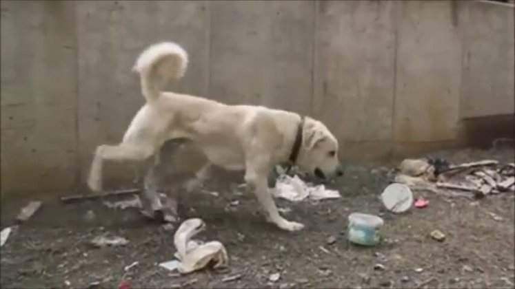 Akbaş Kangal Güç Gösterisi Yaparken | İzlesene tamamen Rüyada Köpekler Görmek