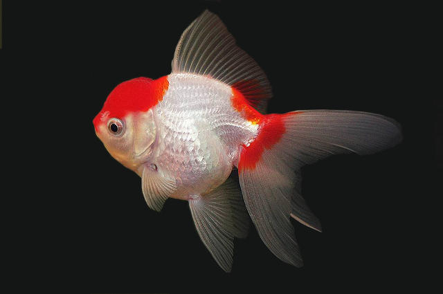 Japon Baligi Akvaryumu / Japon Balığı Bakımı | Hayvanlar Aleminde tamamen Ruyada Japon Balığı Olmesi