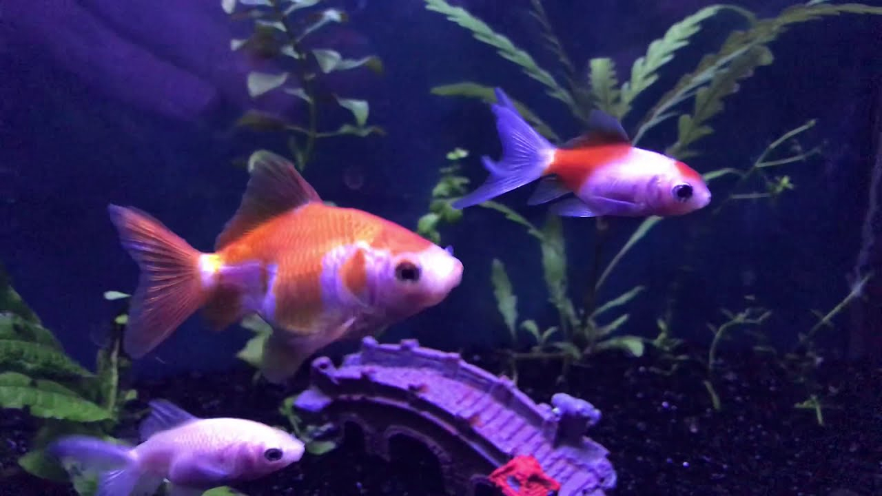 Japon Balığı Akvaryumu - Youtube ilgili Ruyada Japon Balığı Olmesi