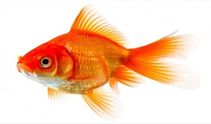 Japon Balığı Besleme Ve Bakımı Nasıl Olmalıdır? ~ Bilgigo amaçlanan Rüyada Japon Balığı Öldürmek