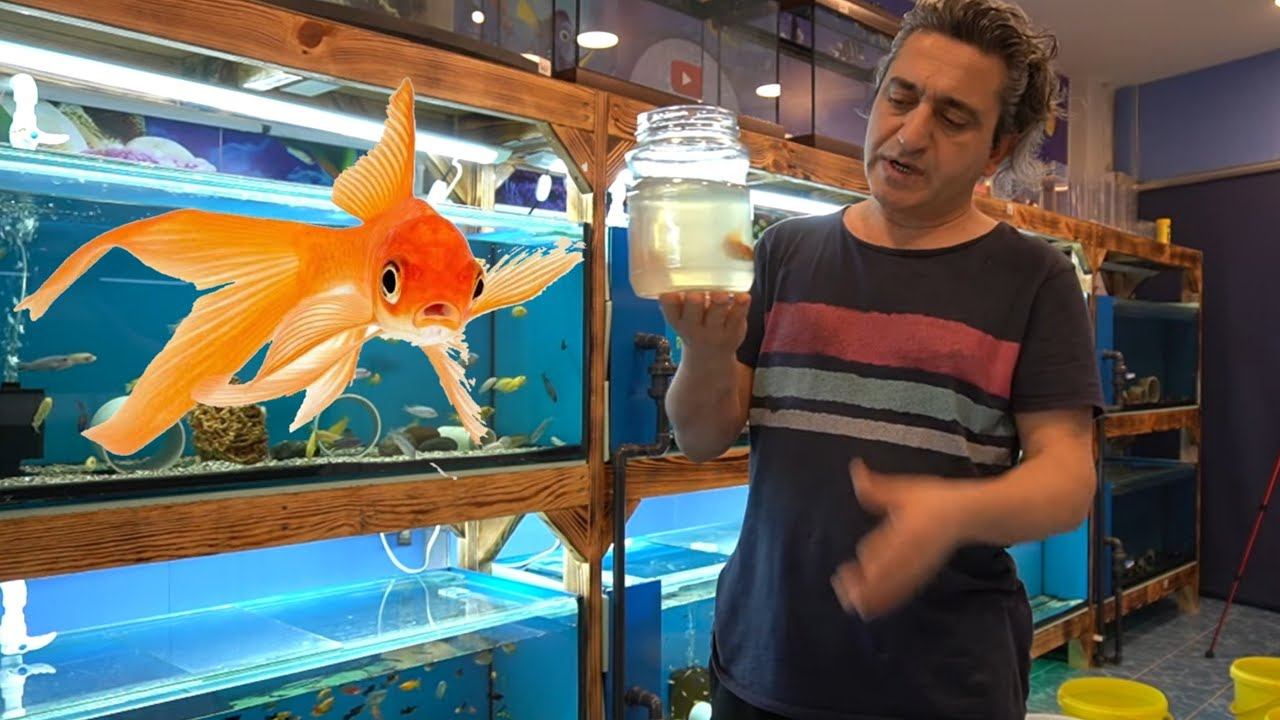 Japon Baliği Böyle Beslenmez, Akvaryum Balıkları - Youtube ile Ruyada Japon Balığı Olmesi