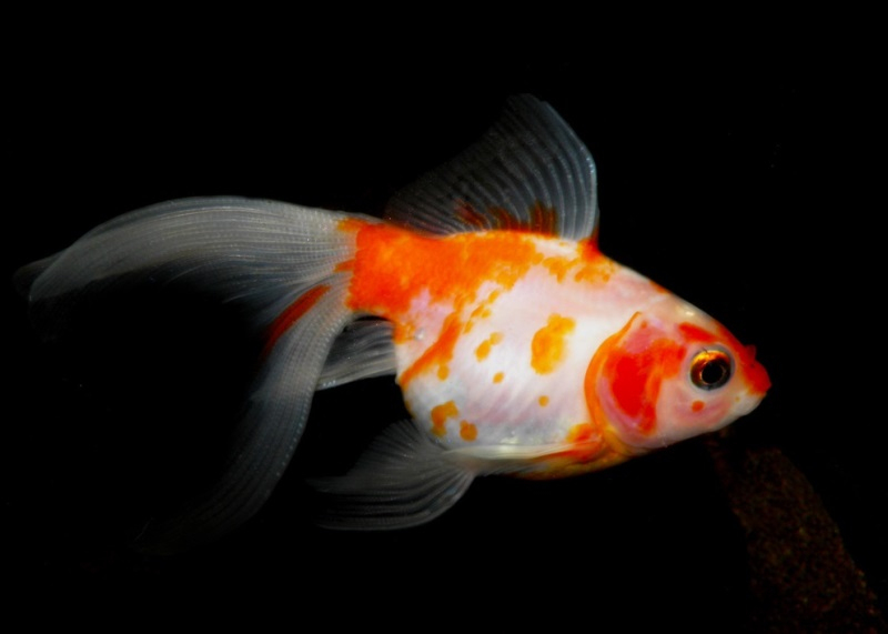 Japon Balığı - Carassius Auratus | Akvaryumda fiçin Ruyada Japon Balığı Olmesi