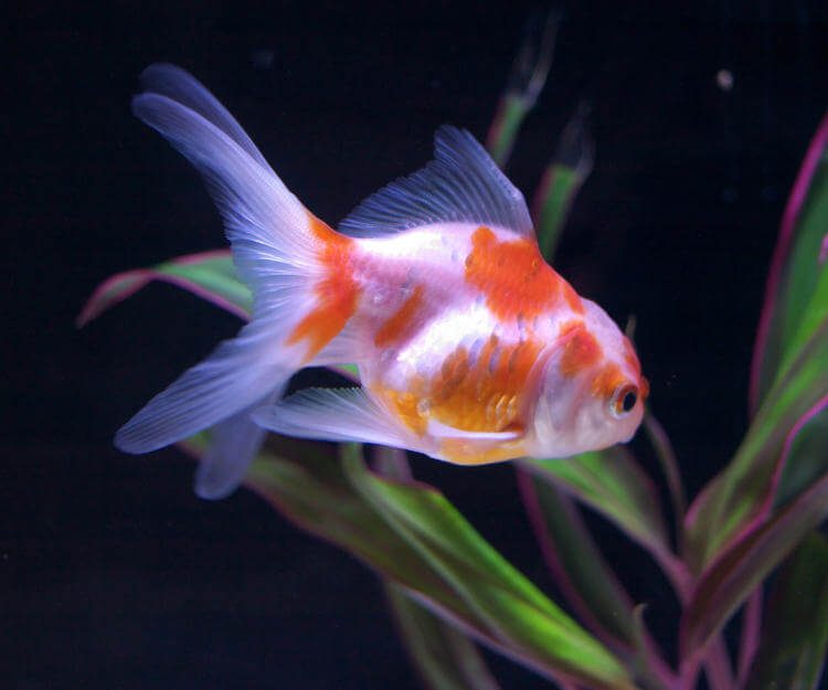 Japon Balığı (Goldfish) - Bakımı, Beslenmesi Ve Üretimi Için Tıklayın içeride Ruyada Japon Balığı Olmesi