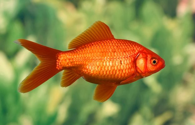Japon Balığı: Türler, Bakım, Üreme, Birlikte Yaşam, Beslenme, Fotoğraf ile Ruyada Japon Balığı Olmesi