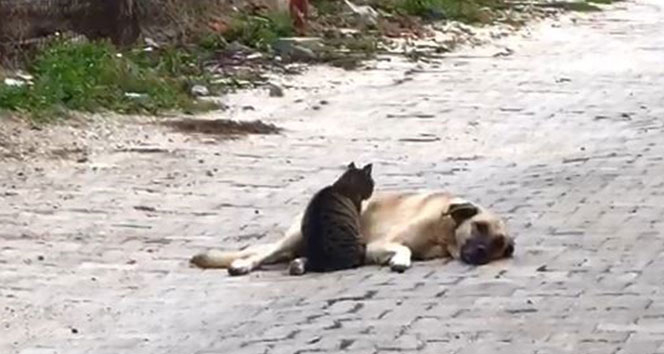 Kedi Ile Köpeğin Dostluğu içeride Rüyada Köpeğin Seni Yalaması