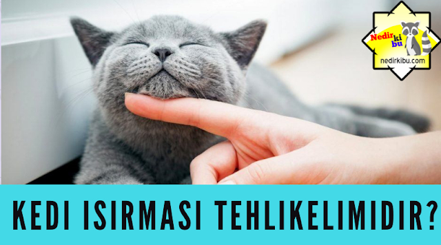 Kedi Isırması Tehlikelimidir? Kedi Isırırsa Ne Olur? Kedi Isırığı amaçlanan Rüyada Kedi Isırması