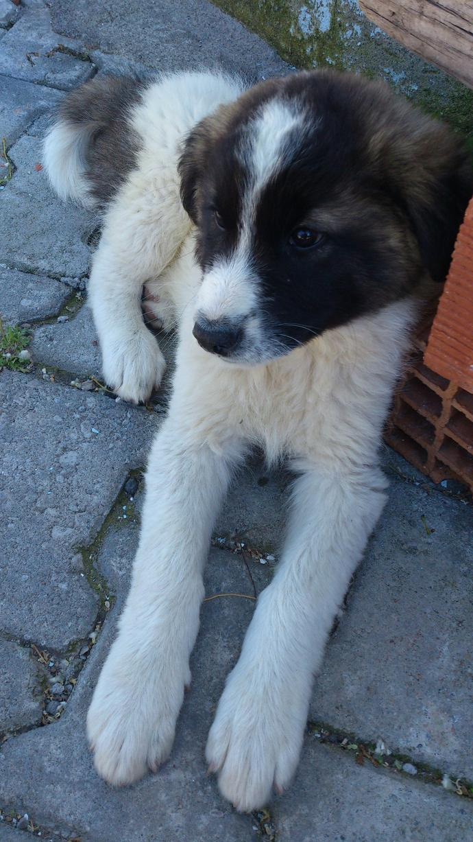 Köpeğin Benim Ayağımı Yalaması? - Kizlarsoruyor ilgili Rüyada Köpeğin Seni Yalaması