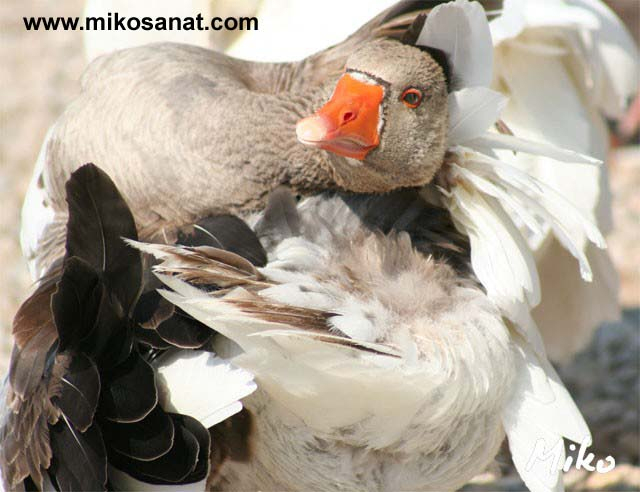 Kuş Kaz Fotoğrafları - Kaz Resimleri - Www.mikosanat fiçin Rüyada Kaz Görmek