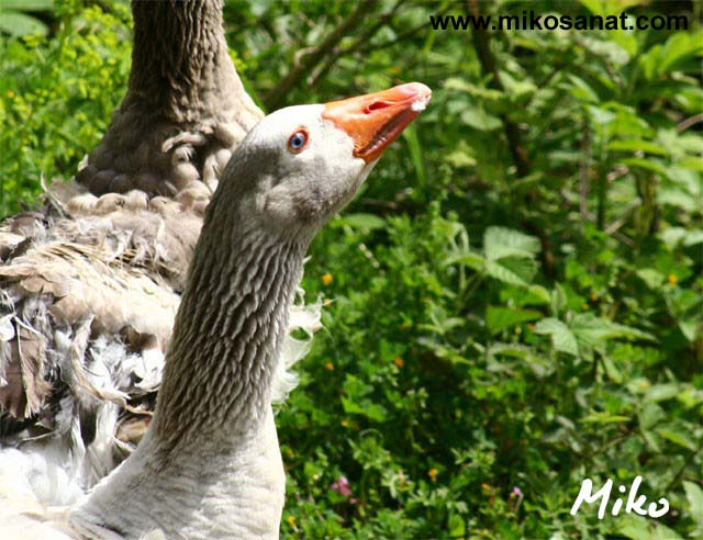 Kuş Kaz Fotoğrafları - Kaz Resimleri - Www.mikosanat ilgili Rüyada Kaz Görmek