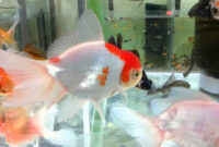Oranda Japon Balığı Altın Akvaryum'Da - Youtube tamamen Rüyada Japon Balığı Öldürmek