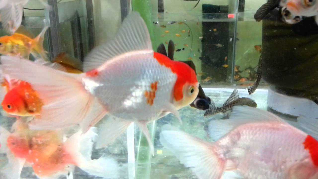 Oranda Japon Balığı Altın Akvaryum'Da - Youtube tamamen Rüyada Japon Balığı Öldürmek