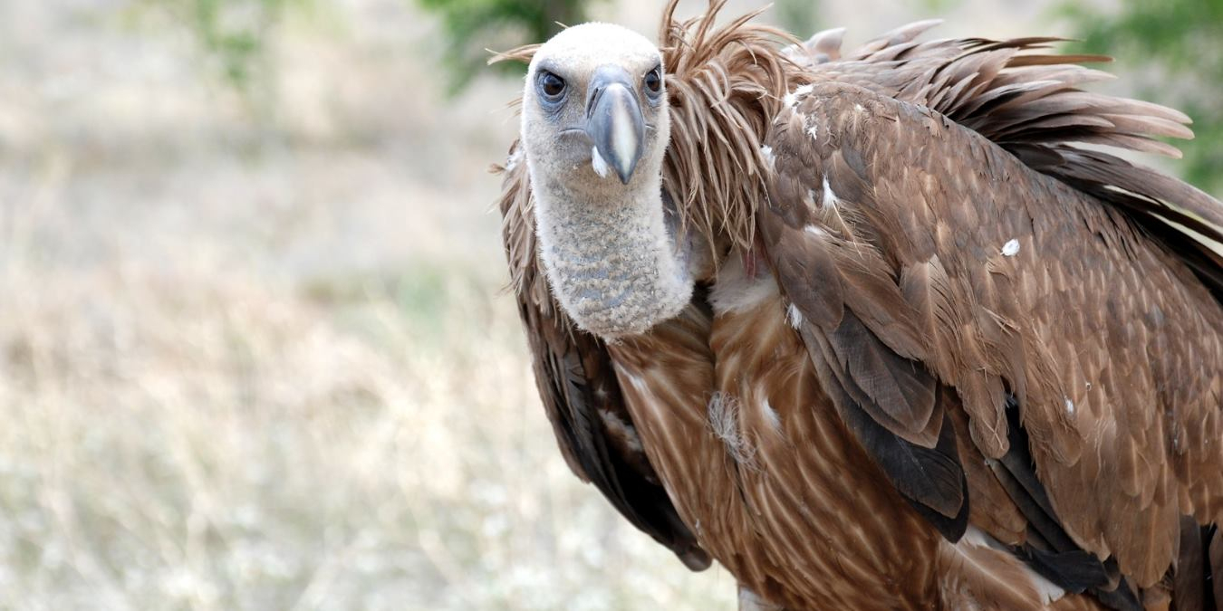 Rüyada Akbaba Görmek Ne Anlama Gelir? ilgili Rüyada Ustabaşı Görmek