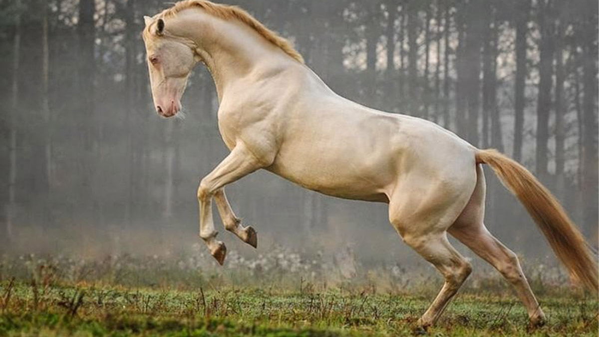 Rüyada At Görmek Ne Anlama Gelir? Rüyada Görülen Atın Alameti Nedir? ile Rüyada Karlı Yol Görmek Ne Anlama Gelir