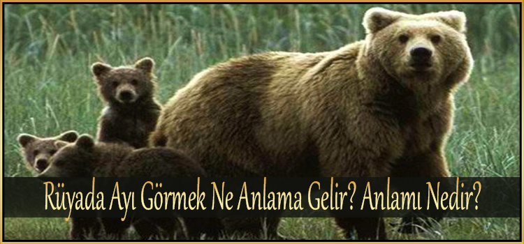 Rüyada Ayı Görmek Ne Anlama Gelir? Anlamı Nedir? - Ilahirahmet Islami ile Rüyada Pişmemiş Makarna Görmek Ne Anlama Gelir