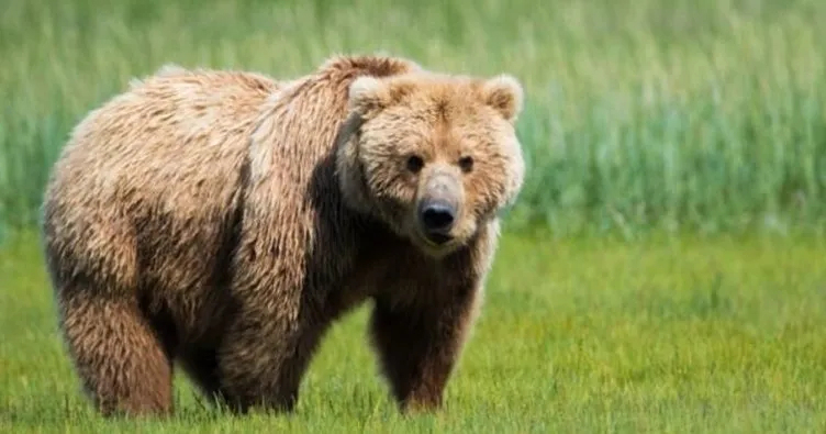 Rüyada Ayı Görmek Ne Anlama Gelir? Rüyada Ayı Kovalaması, Siyah Ve fiçin Rüyada Kaz Kovalaması Ne Anlama Gelir