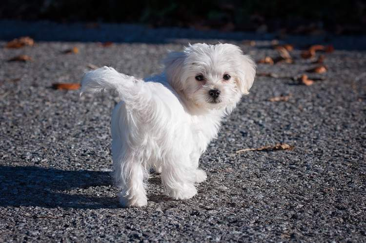 Rüyada Beyaz Beyaz Köpek Görmek - Ruyandagor amaçlanan Rüyada Ölmüş Köpek Görmek