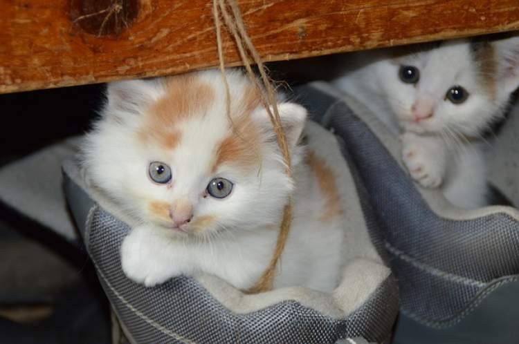 Rüyada Beyaz Kedi Ve Yavrusunu Görmek - Ruyandagor tamamen Rüyada Kedi Görmek