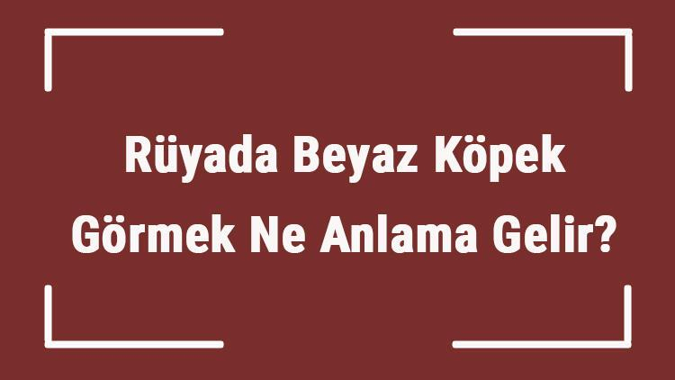 Rüyada Beyaz Köpek Görmek Ne Anlama Gelir? Rüyada Beyaz Köpek içeride Rüyada Kaz Kovalaması Ne Anlama Gelir