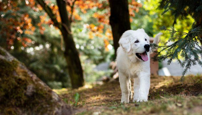 Rüyada Beyaz Köpek Görmek Ne Anlama Gelir? Rüyada Uyuyan, 3 Tane Beyaz içeride Rüyada Köpek Saldırısından Kaçmak Ne Anlama Gelir