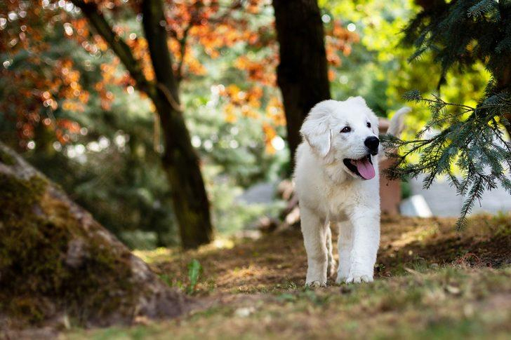 Rüyada Beyaz Köpek Görmek Ne Demek, Ne Anlama Gelir? - Mynet Trend fiçin Rüyada Köpek Kovalaması Görmek Ne Anlama Gelir