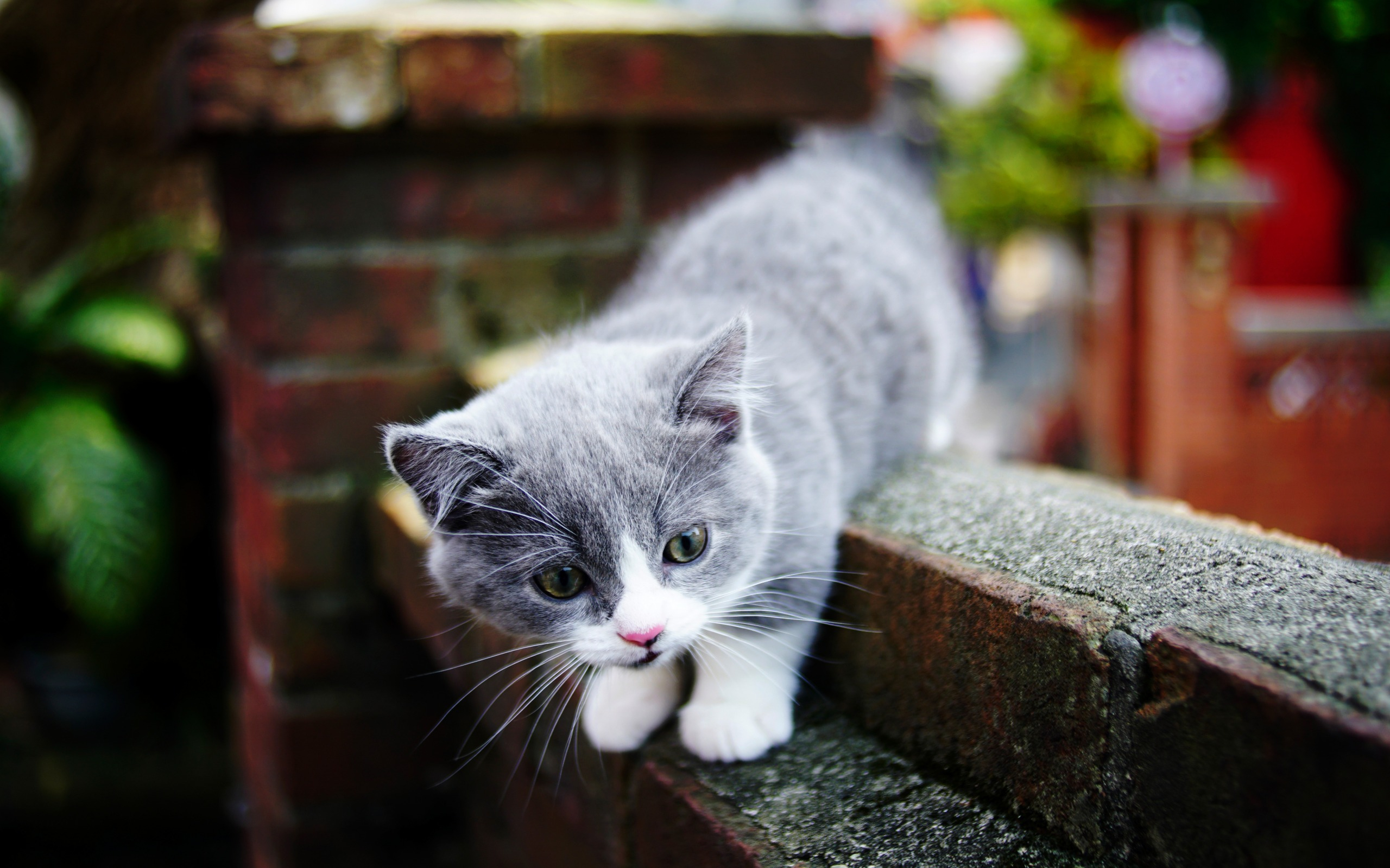 Rüyada Beyaz Yavru Kedi Görmek - Rüyalar Dünyası ile Rüyada Kedi Yavrusu Görmek İhya