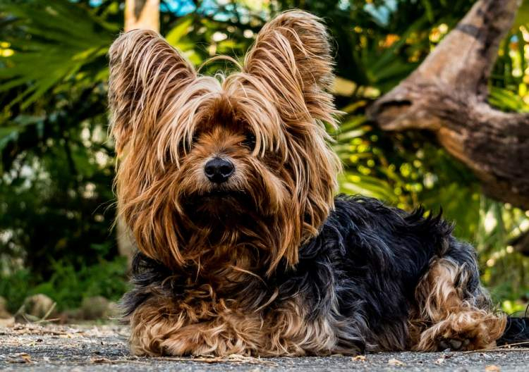 Rüyada Birini Köpek Yalaması - Ruyandagor içeride Rüyada Köpeğin Seni Yalaması