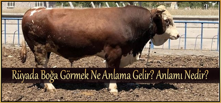 Rüyada Boğa Görmek Ne Anlama Gelir? Anlamı Nedir? - Ilahirahmet Islami fiçin Rüyada Pişmiş Kek Görmek Ne Anlama Gelir