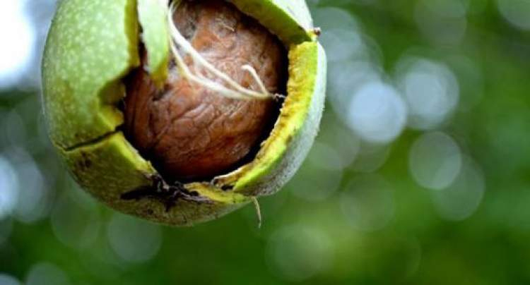 Rüyada Ceviz Döküldüğünü Görmek - Ruyandagor ile Rüyada Saçının Bir Kısmının Döküldüğünü Görmek