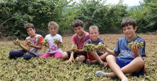 Rüyada Fındık Toplamak Rüya Yorumu Ve Anlamı tamamen Rüyada Taşinmak Için Eşya Toplamak