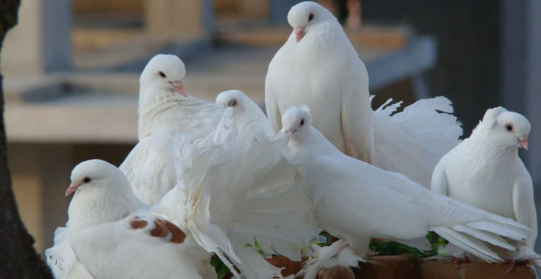 Rüyada Güvercin Uçtuğunu Görmek - Rüya Meali tamamen Rüyada Uçtuğunu Görmek