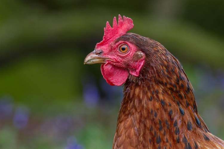 Rüyada Horozun Yumurtladığını Görmek - Ruyandagor fiçin Rüyada Kazın Kovaladığını Görmek