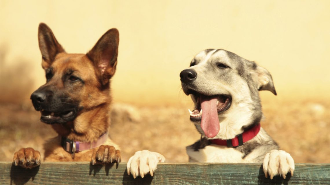 Rüyada Iki Köpek Görmek - Rüya Meali fiçin Rüyada Kahverengi Köpek Görmek