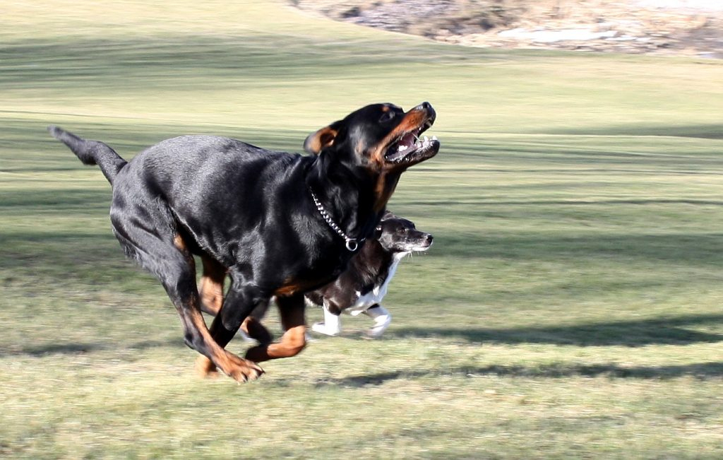 Rüyada Iki Tane Köpek Görmek - Rüyalar Dünyası fiçin Rüyada Köpek Sevmek